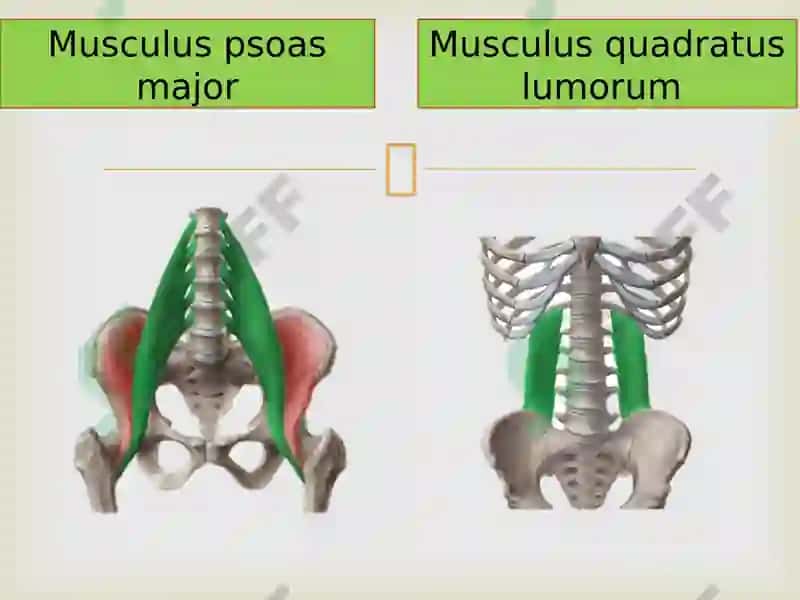 Systemaurinarium 8