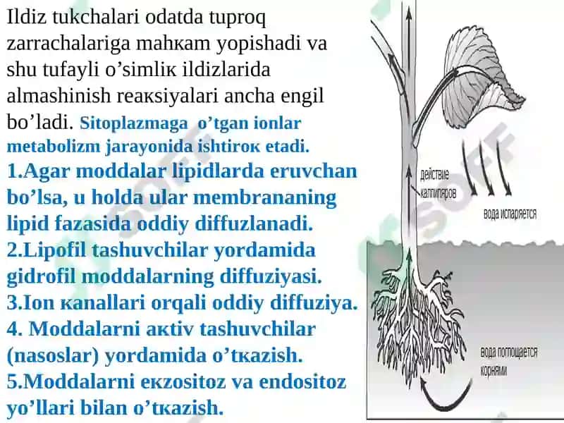 Ildizlardaionlarning tashiluvi 8
