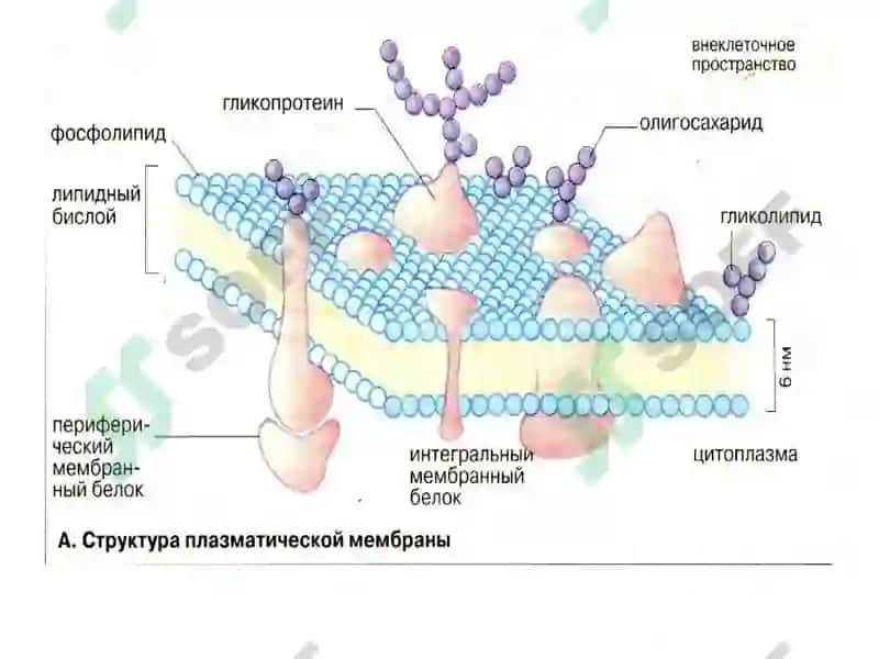 Хужайра мембраналарининг тузилиши. Модда алмашинувига кириш. 8
