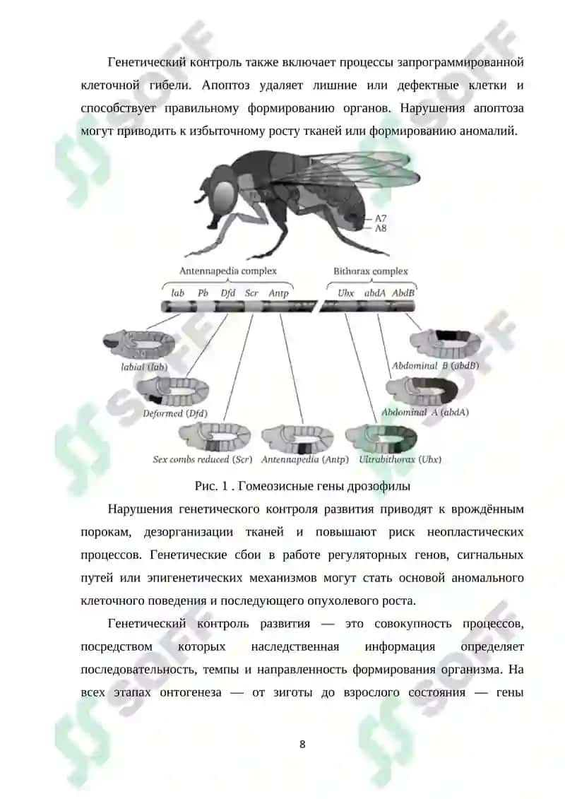 Генетический контроль развития 8