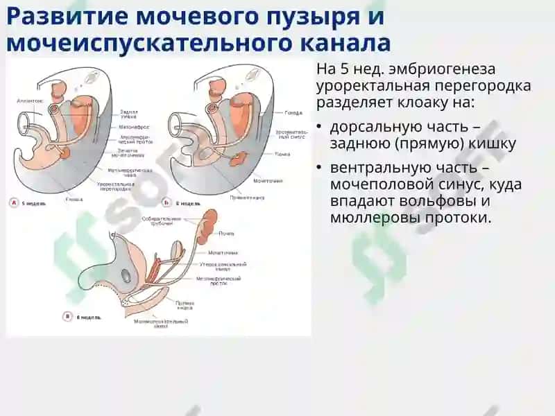 Функциональная анатомия мочеполового аппарата 8