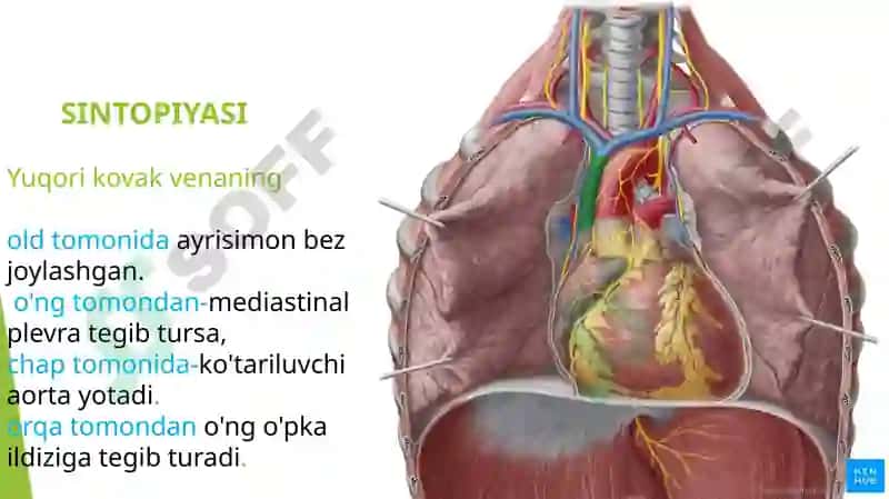 Venoz tizimining funktsional anatomiyasi 8