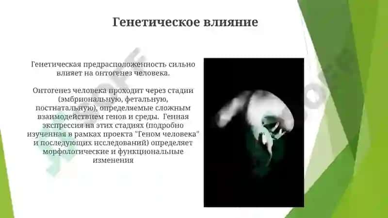 Онтофилогенетические развитие у человека 8