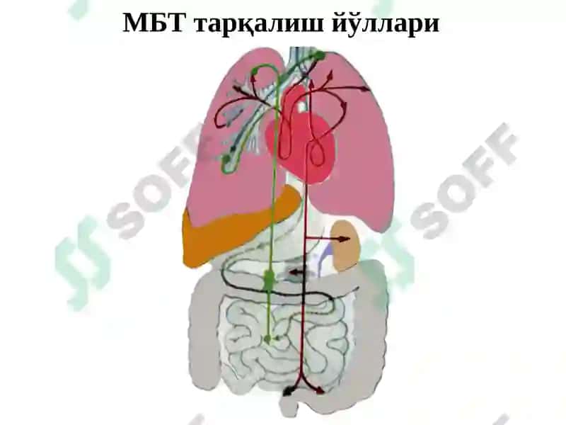ТАРҚОҚ ТУБЕРКУЛЁЗ 8