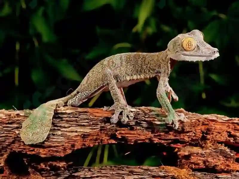 Sudralib Yuruvchil Ar (Reptilia) Sinfining Sistematikasi 8