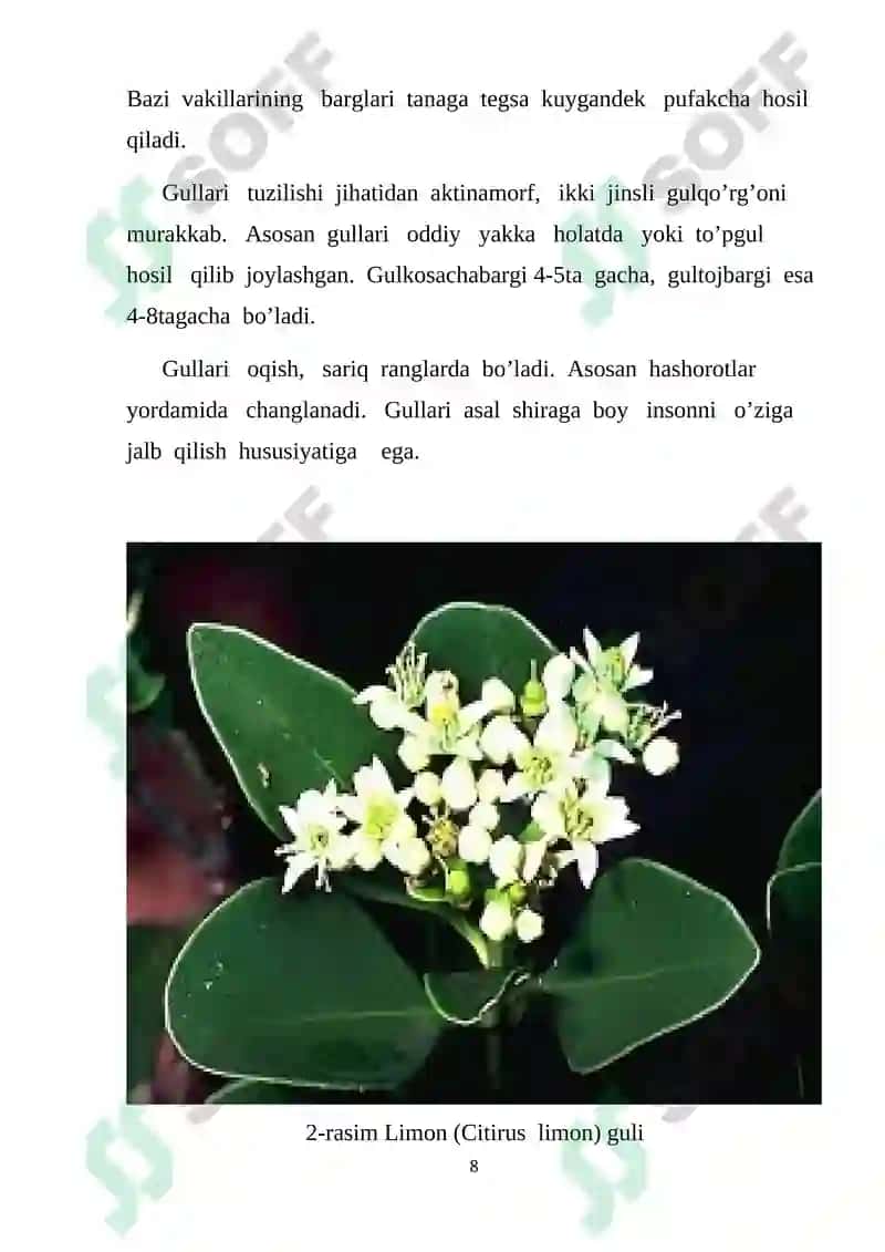 Rutadoshlar va Isiriqdoshlar oilasi biologik ahamiyati 8