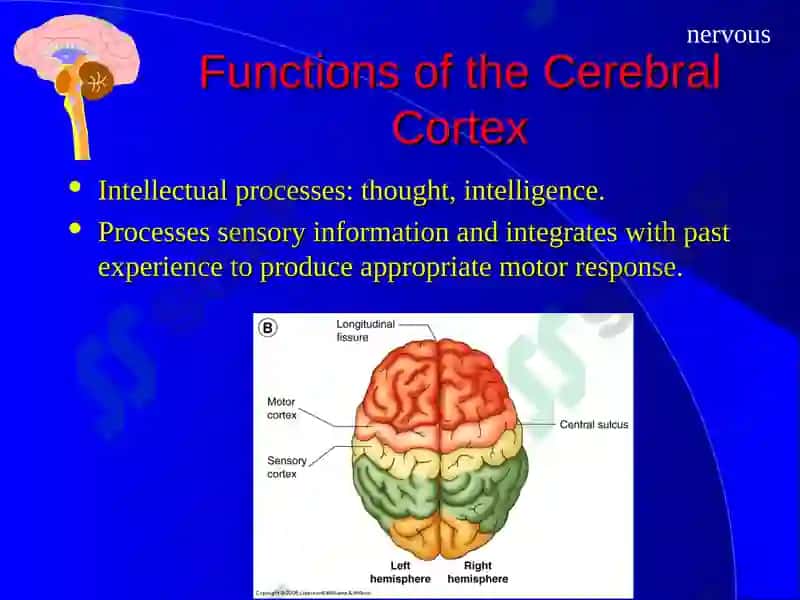 The Nervous System 8