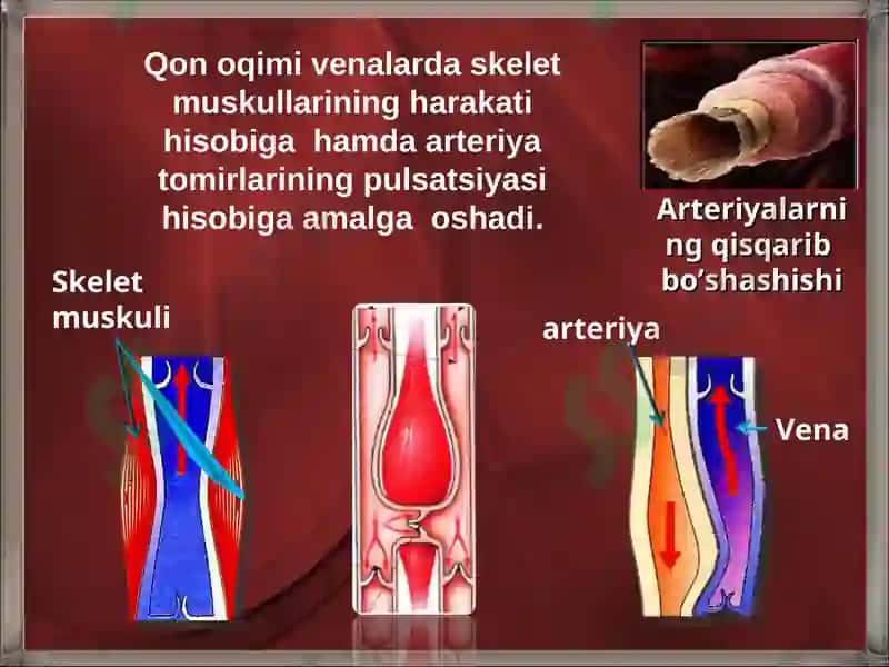 YURAK QON-TOMIR TIZIMINING UMUMIY ANATOMIYASI 8