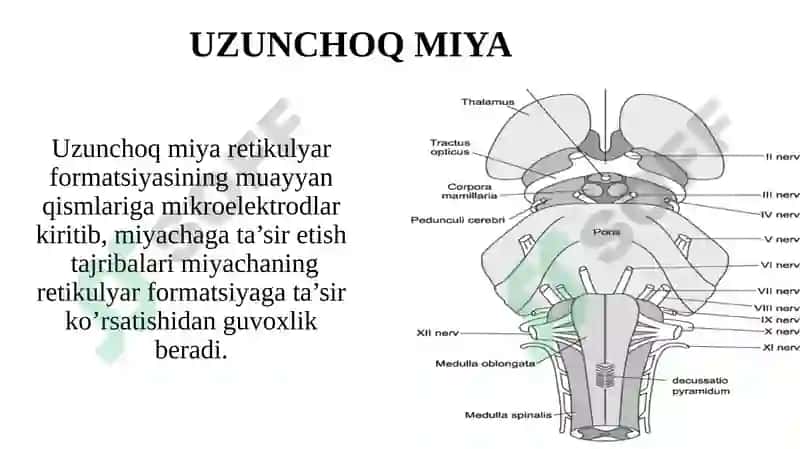 Bosh miya yarim sharlar po‘stlog‘ining fiziologiyasi. Bazal yadrolar. 8