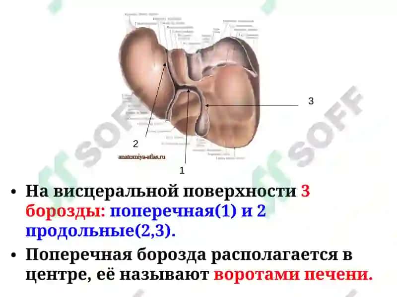 Строение и функции печени 8