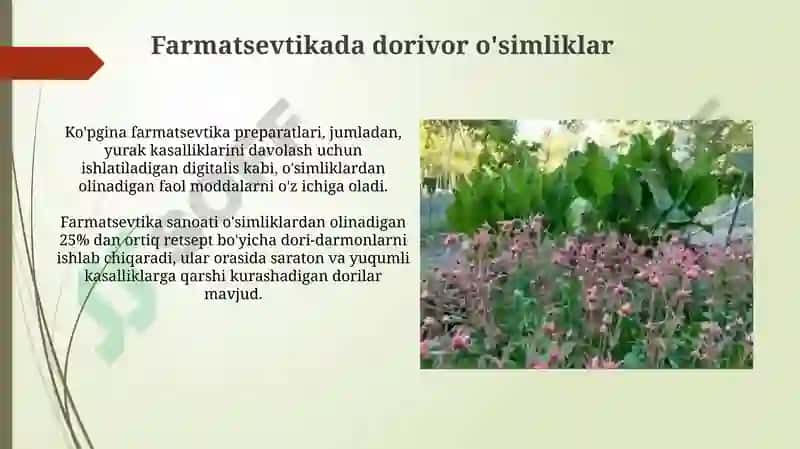 Dorivoroʻsimliklarvaularniqaytatiklashvamuhofazaetishyoʻllari 8