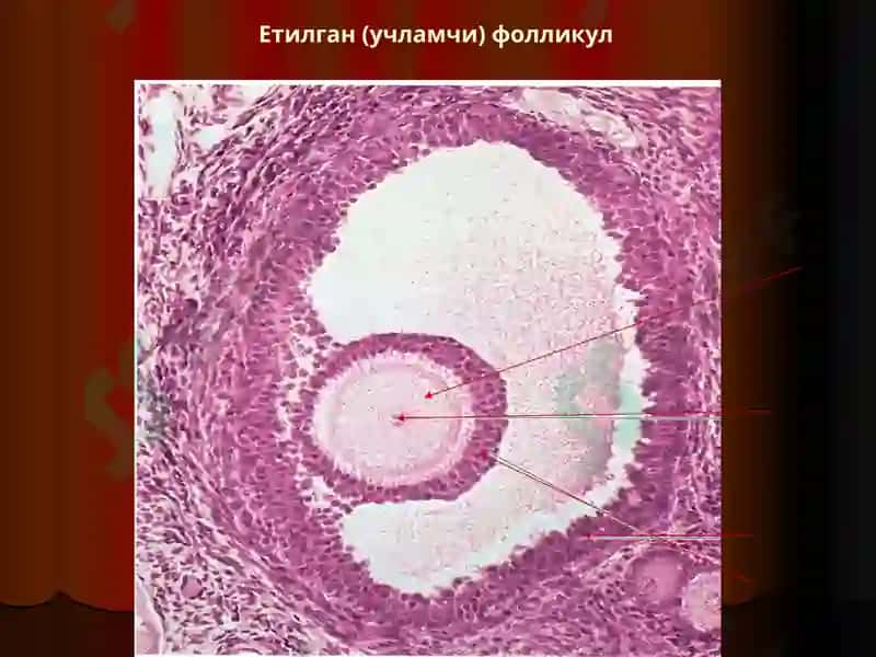 Аёллар жинсий тизими.Одам эмбриологиясининг асослари 8