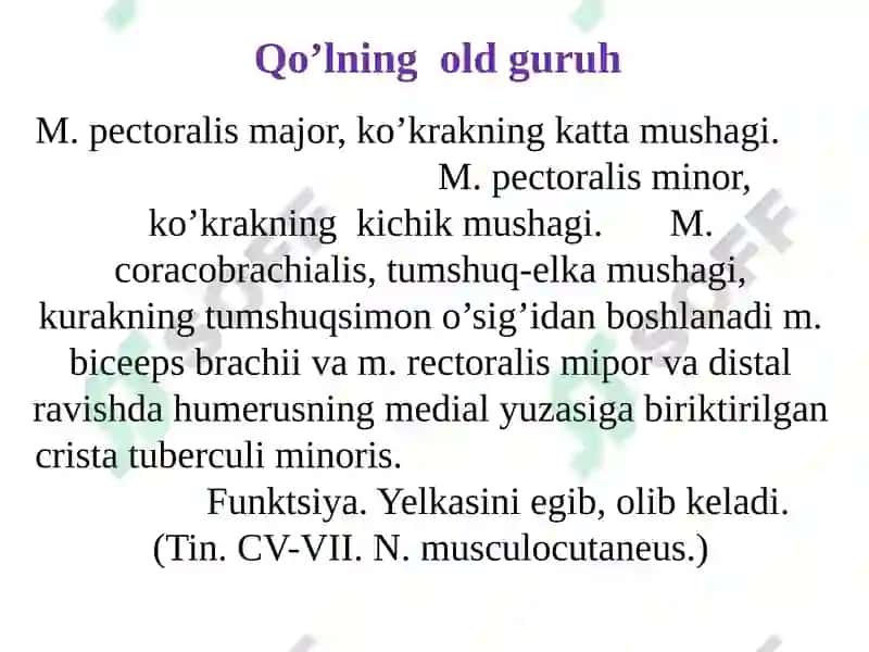Qo‘l muskullari 8