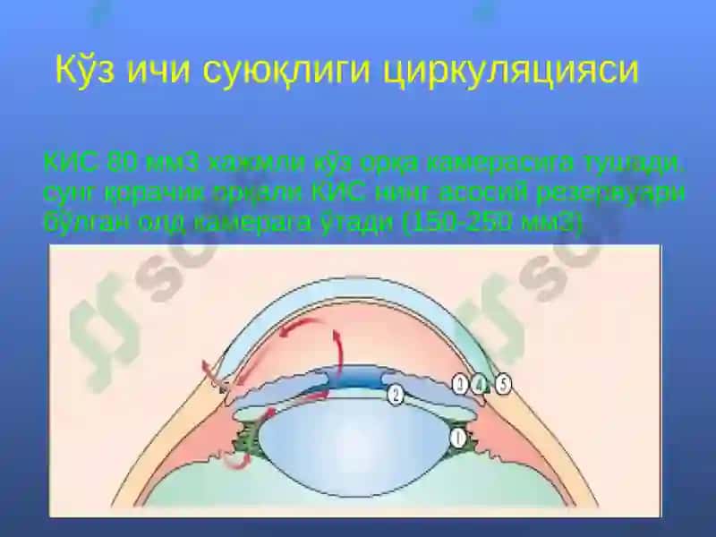 Глаукома 8