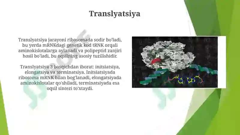 DNKstrukturasivareplikatsiyasi 8