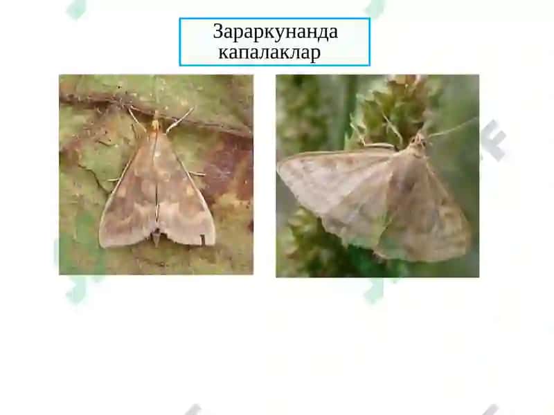 Қишлоқ хўжалик химикатлари. Синтетик пиретроидлар ҳосилалари. Уларни объектлардан ажратиб олиш ва таҳлил усуллари 8