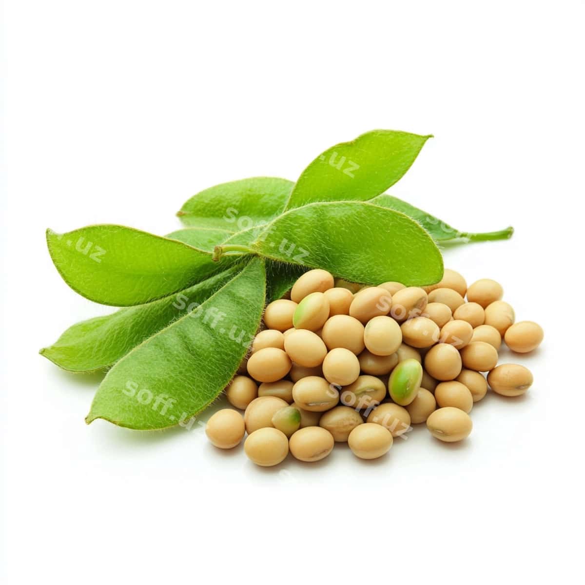Soya boblari | Soy beans 1