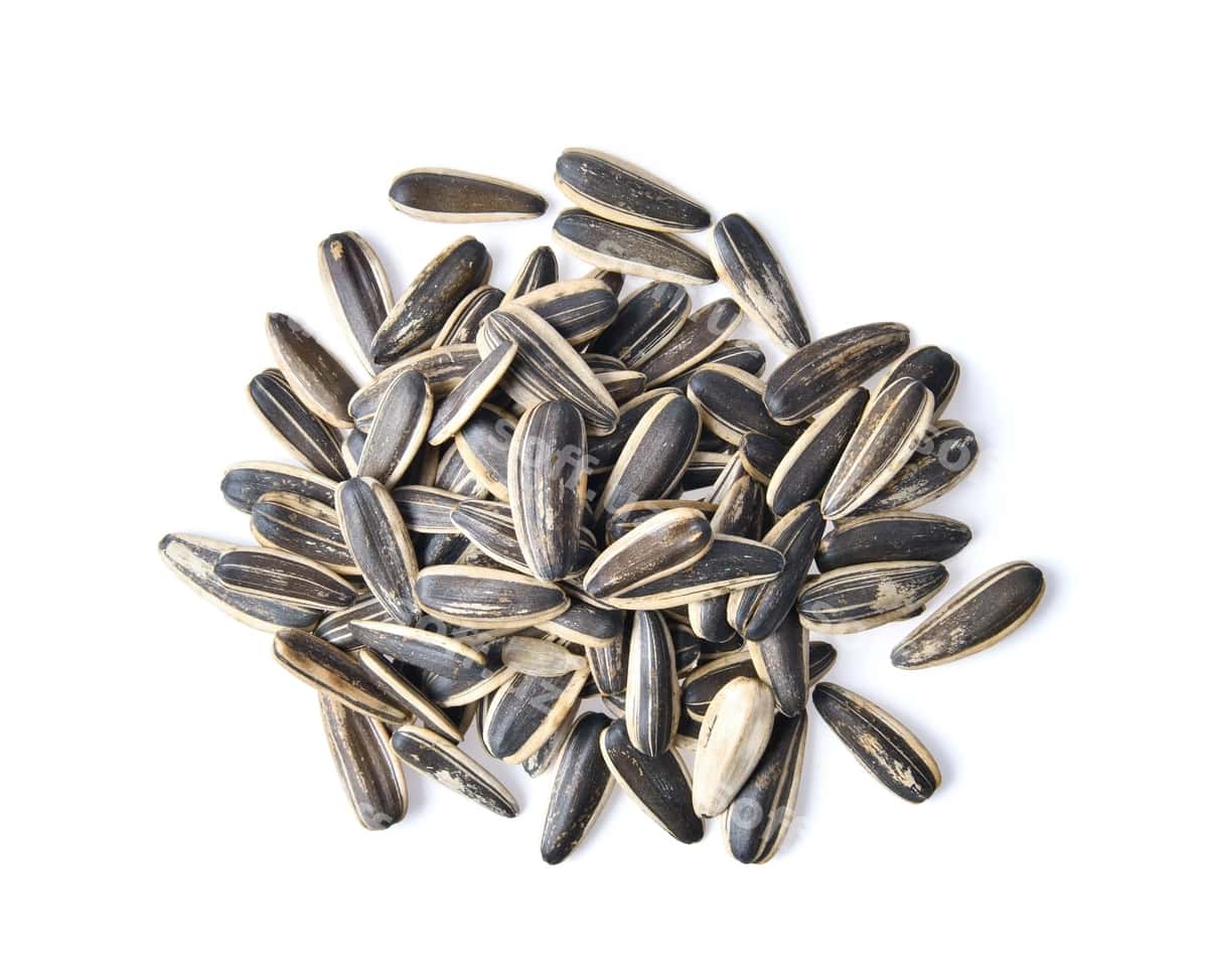 Qurdi urug'i ajraltirilgan oq faza | Sunflower seed isolated white space 1