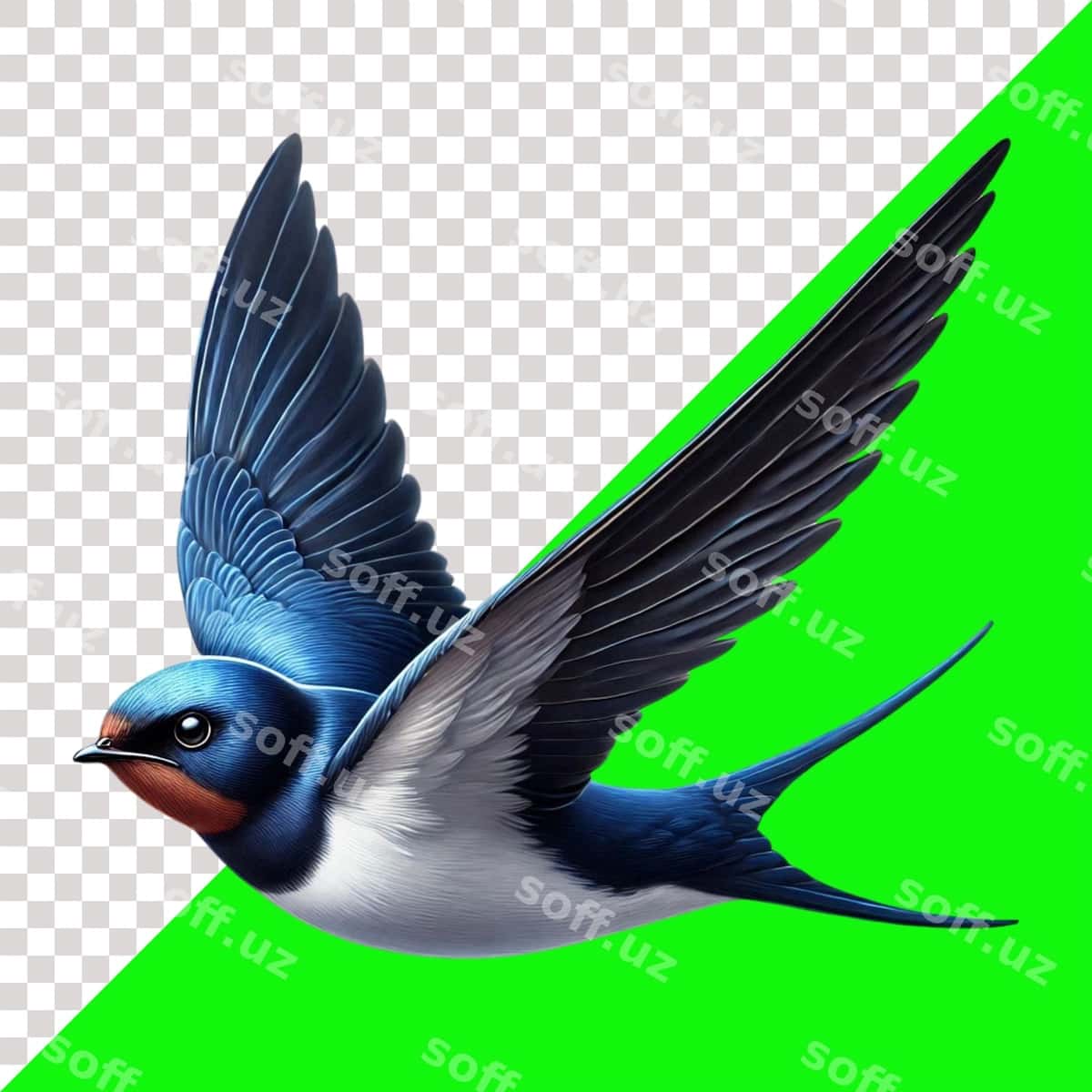 Qora qush parvozi ajralgan | Swallow bird flight isolated 1