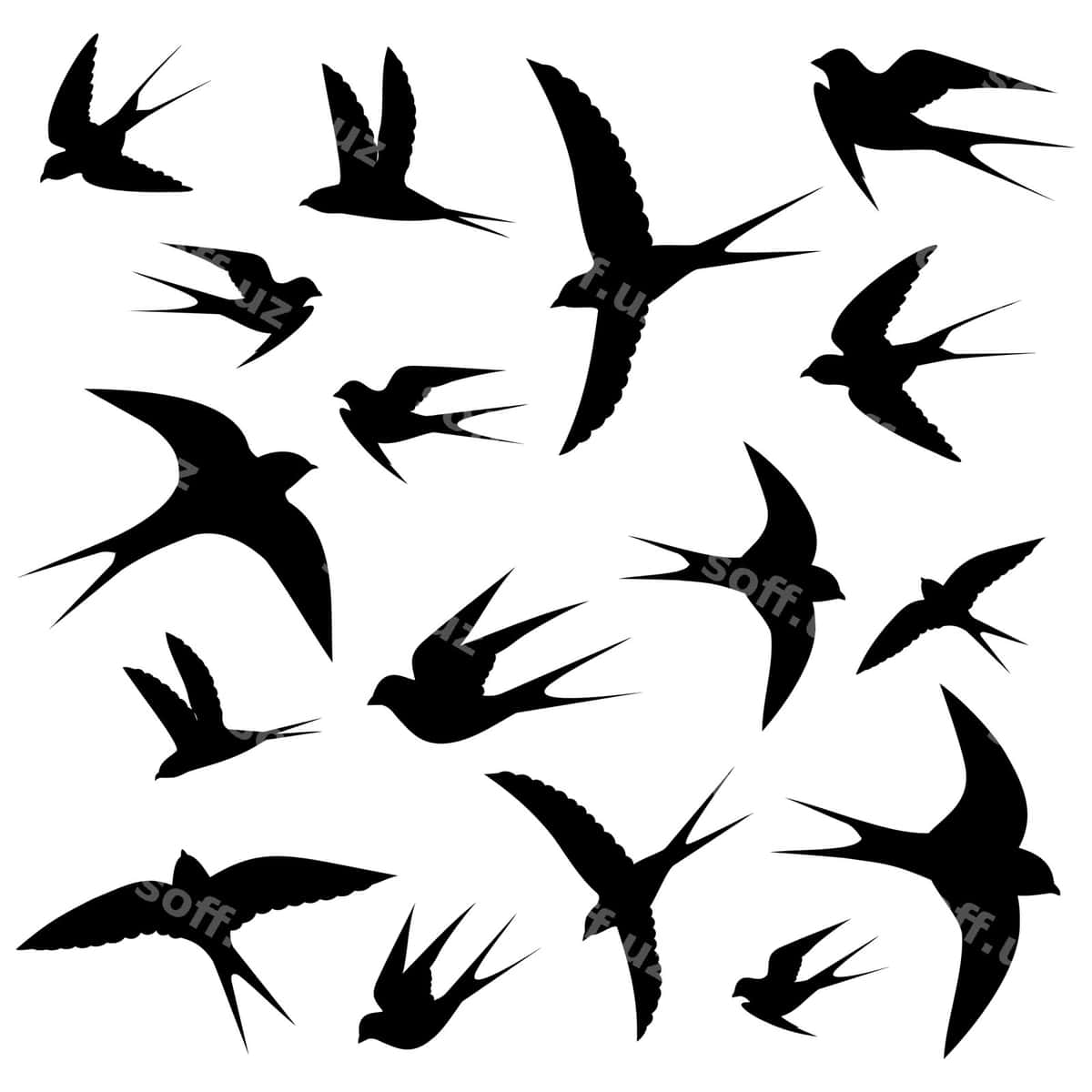 Qorquvchilar aylab chiqish | Swallows circling 1