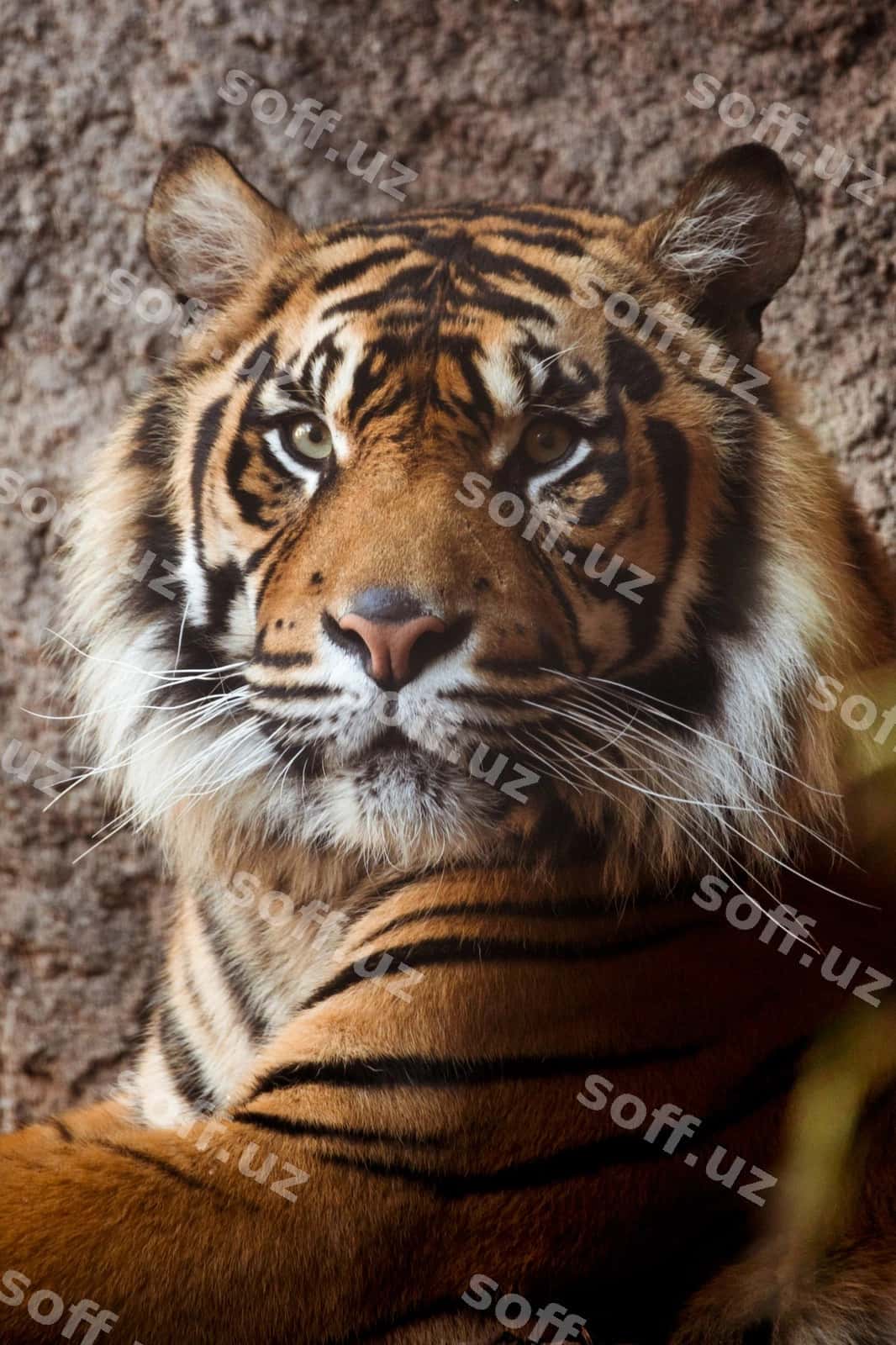 Tigr | Tiger 1