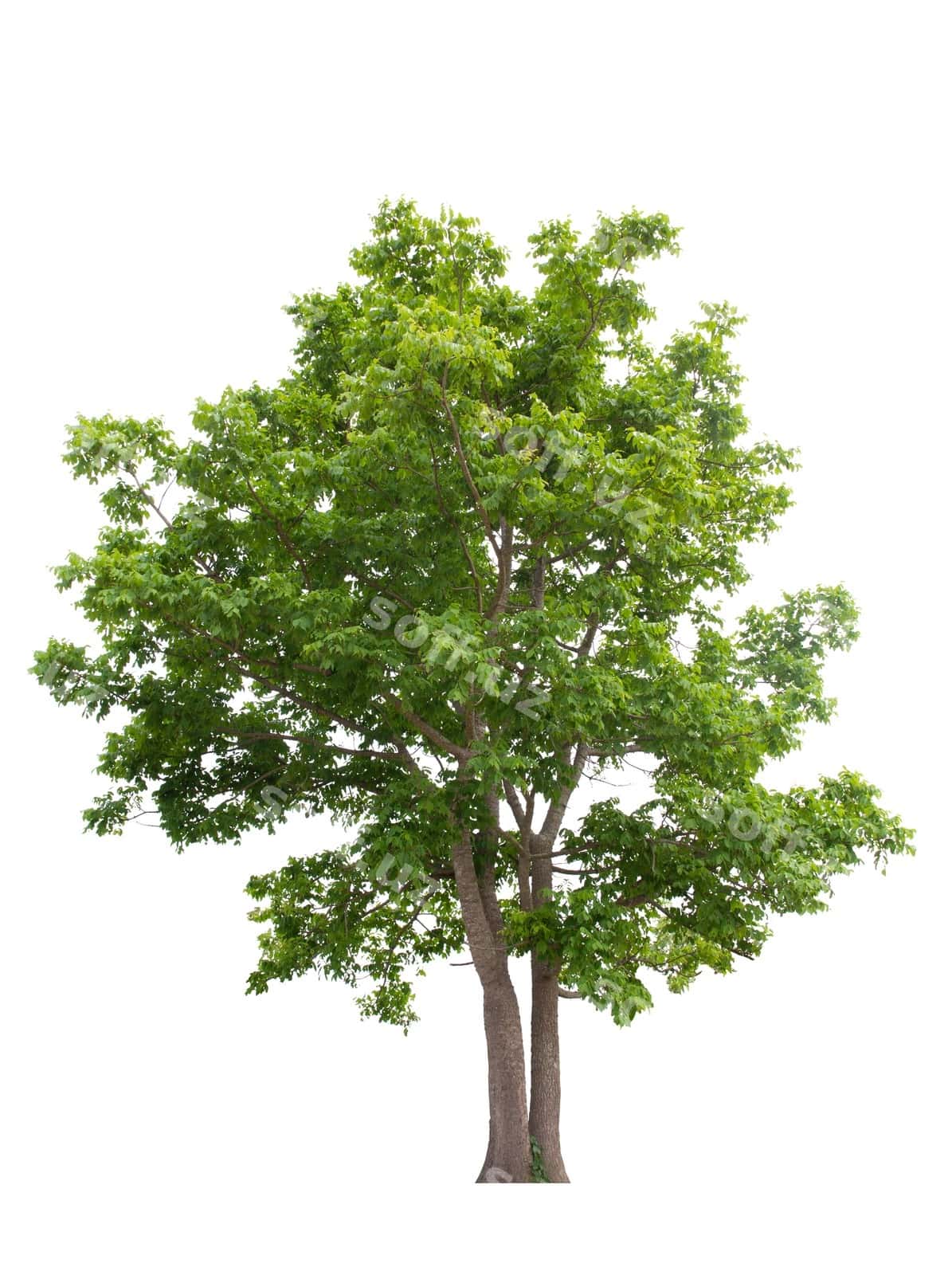 Yoshulgan daraxt oq fondaan | Tree isolated white background 1