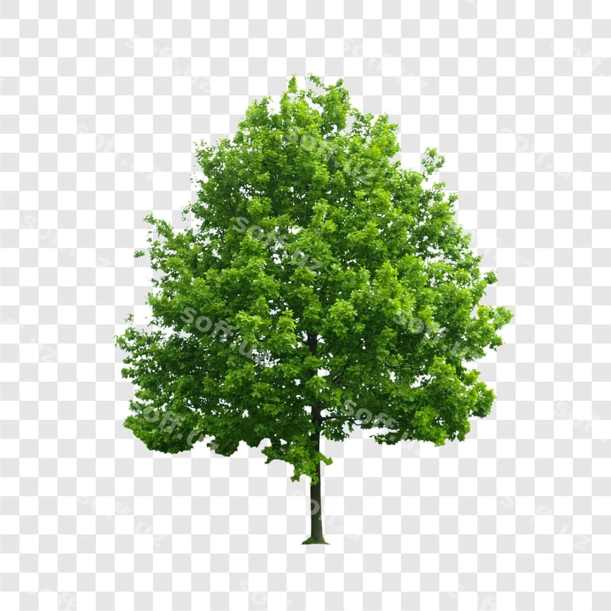 Daraxt shaffof | Tree transparent 1