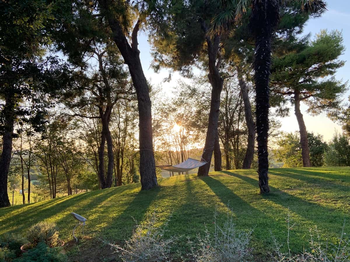 Quyoshli kun daraxtlar bog'i | Trees park sunny day 1