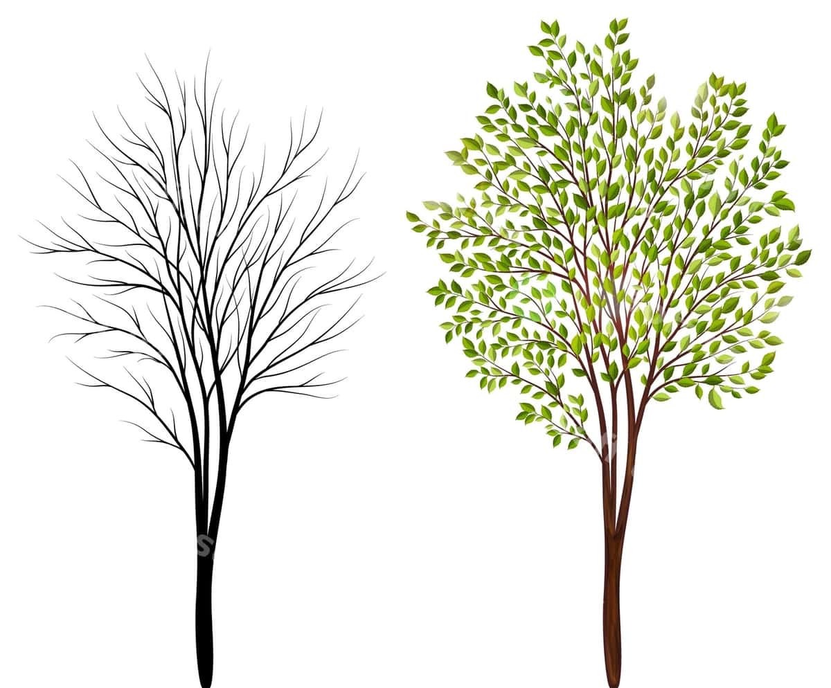Daraxtlar oq fon vektori | Trees white background vector 1