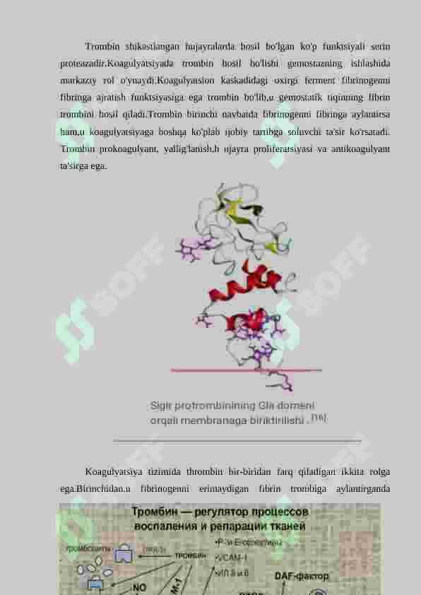 Trombin fermenti 2