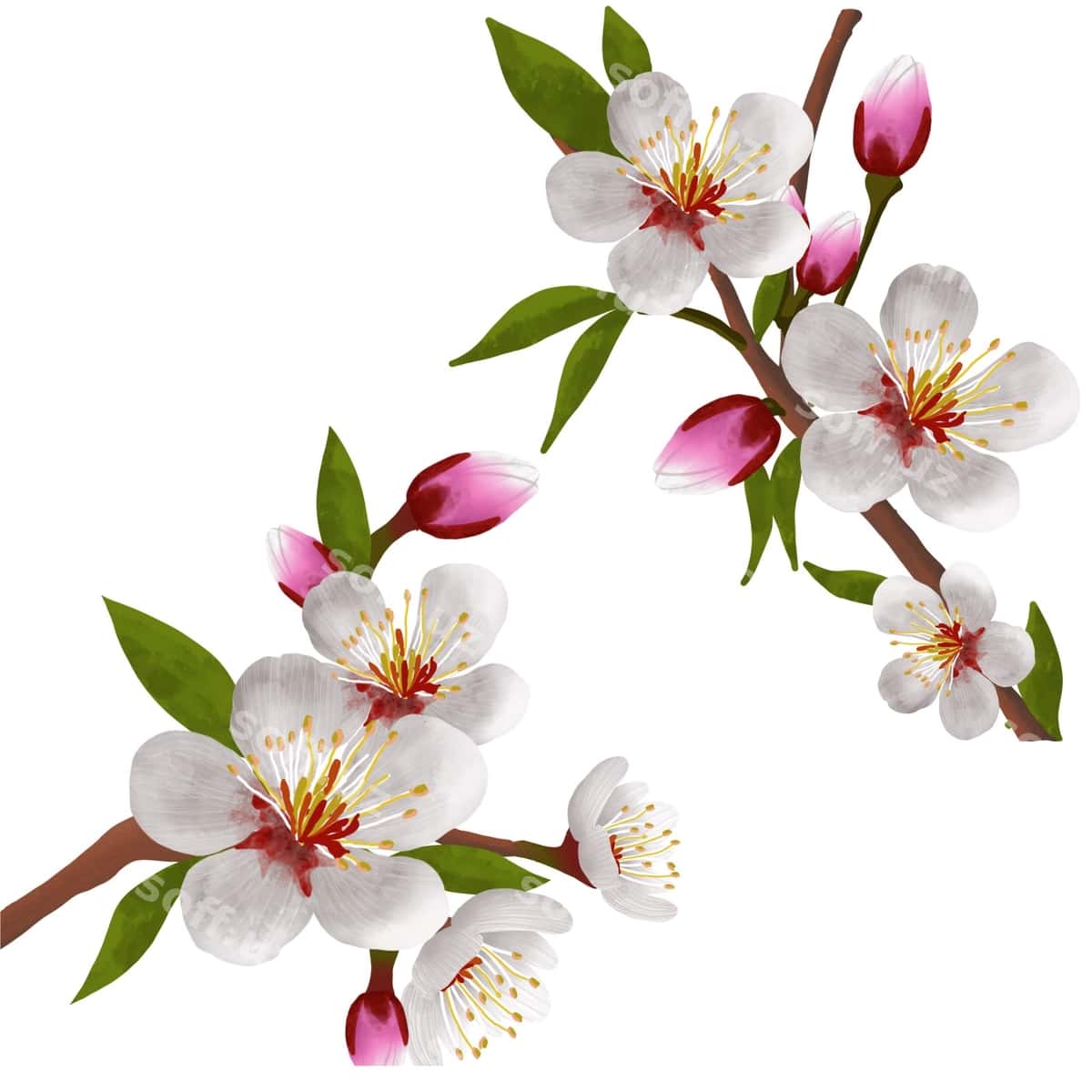 Tung blossom | Tung blossom 1