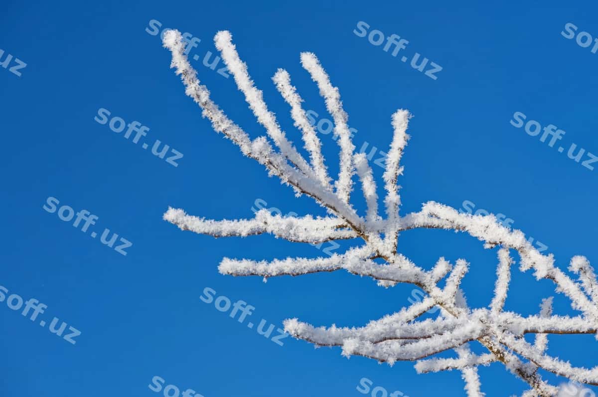 Buzliq qor bilan o'ralgan sochlar | Twigs covered with ice snow 1