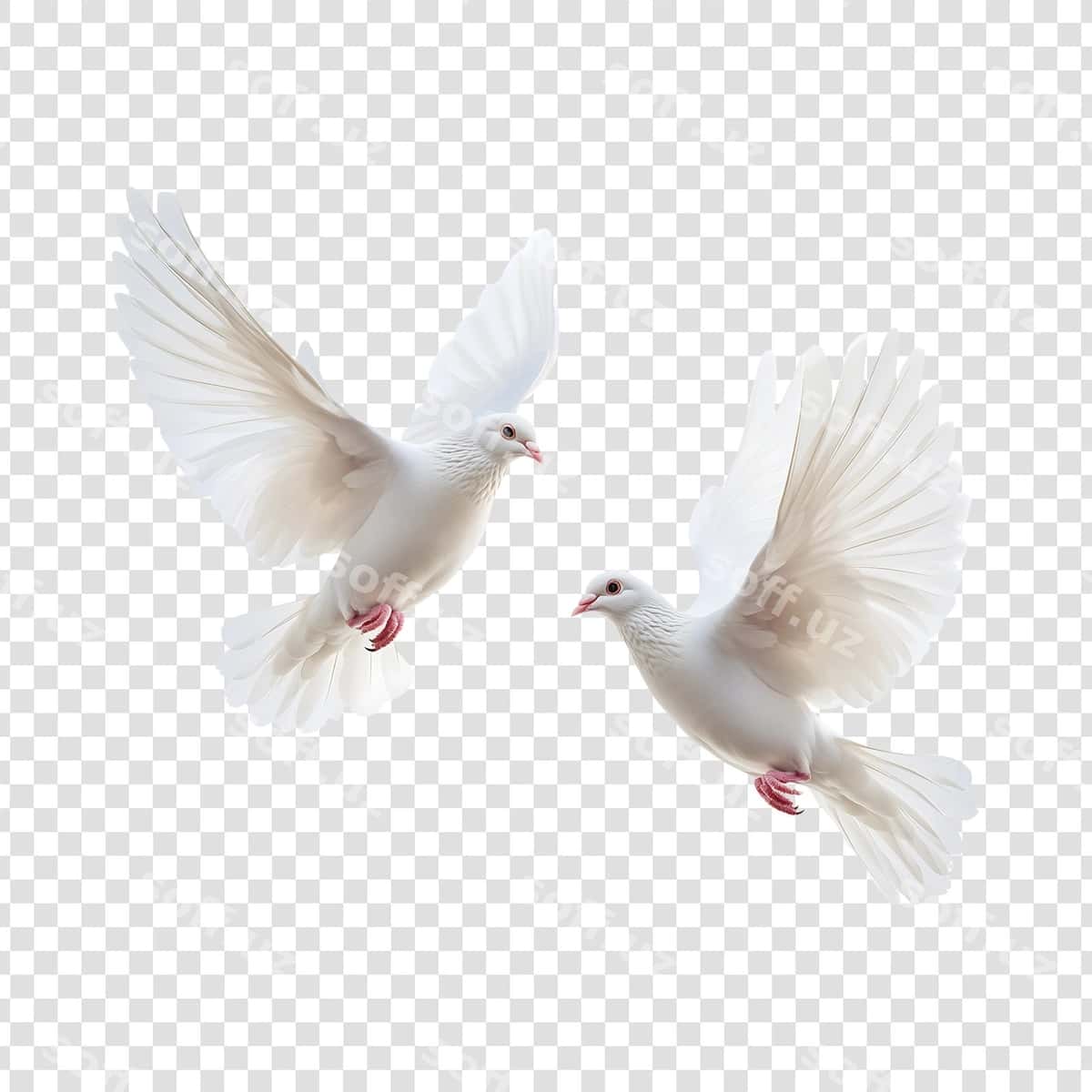 Osmonda uchayotgan ikkita chiroyli oq kaptar | Two beautiful white doves flying sky 1