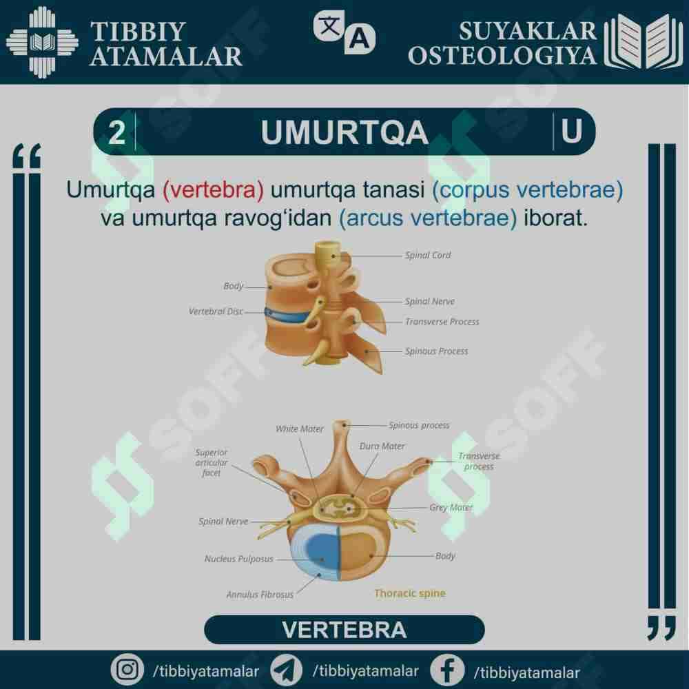 UMURTQA - VERTEBRA 1