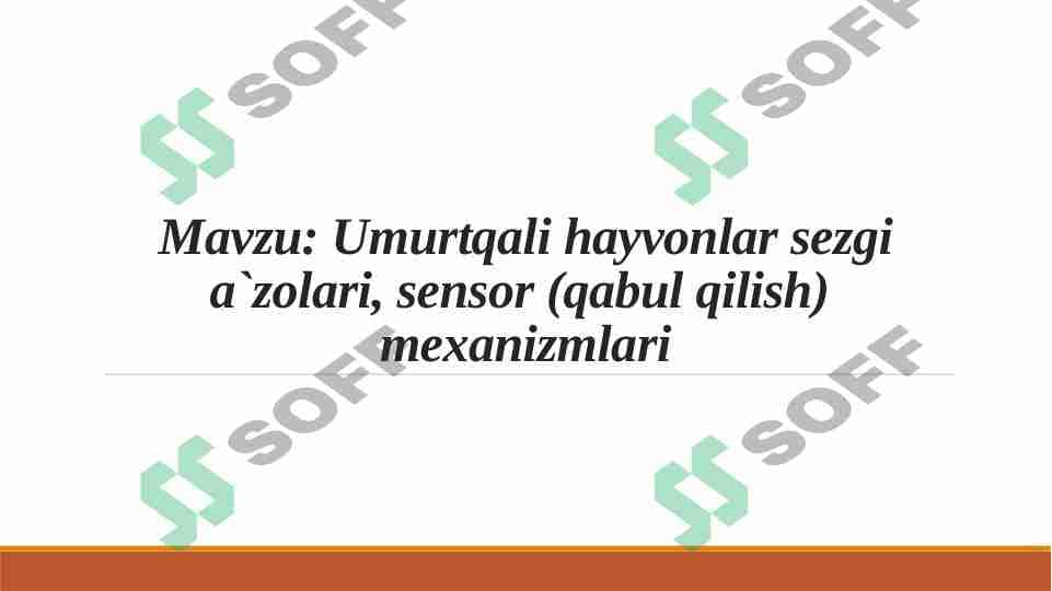 Umurtqali hayvonlar sezgi a`zolari 1