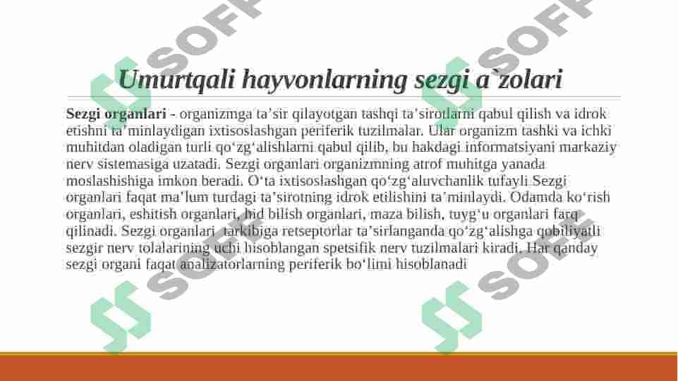 Umurtqali hayvonlar sezgi a`zolari 3