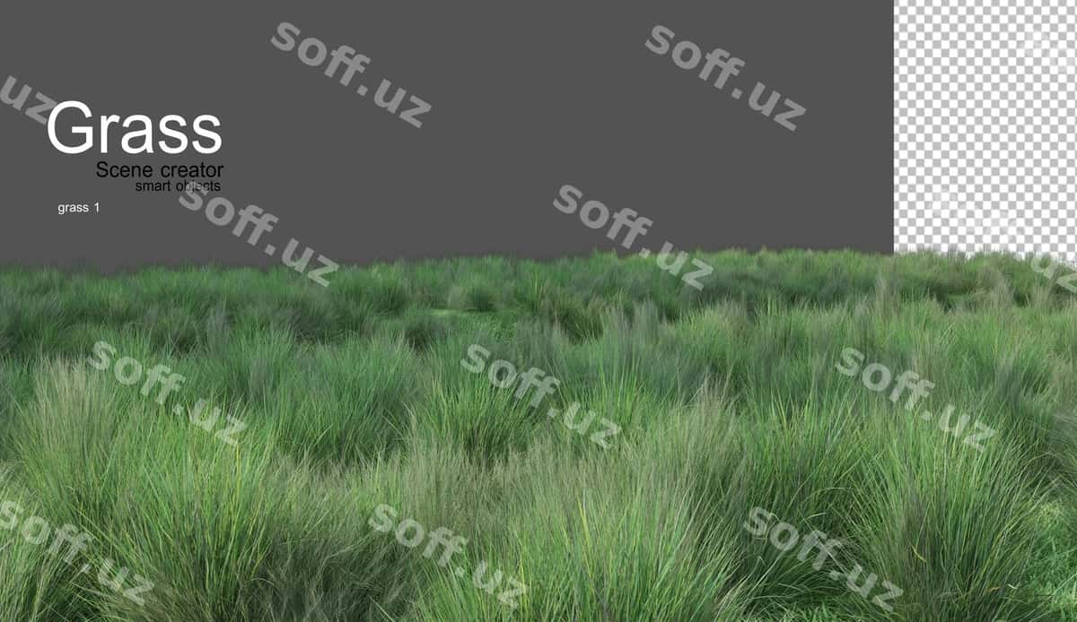 Turli xil chaman turlari | Various types grass 1