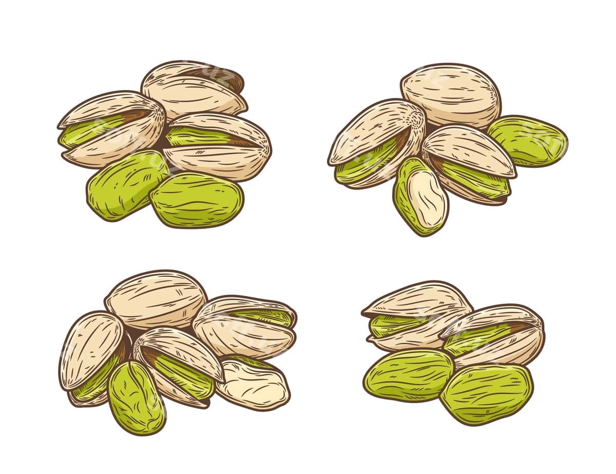 Vektor pistok illustratsiyalari | Vector pistachio illustrations 1