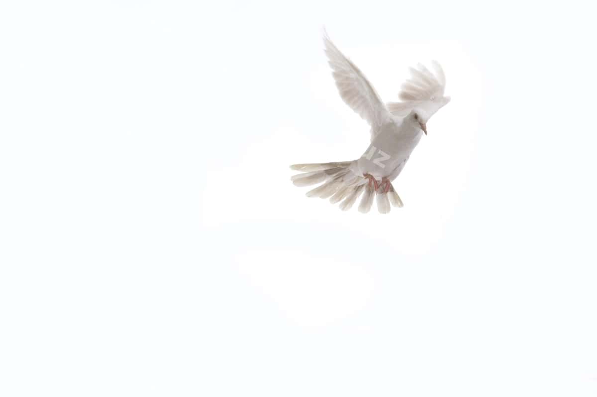 Uchadigan oq tulki ajraltirilgan oq fonda | White dove fly isolated white background 1