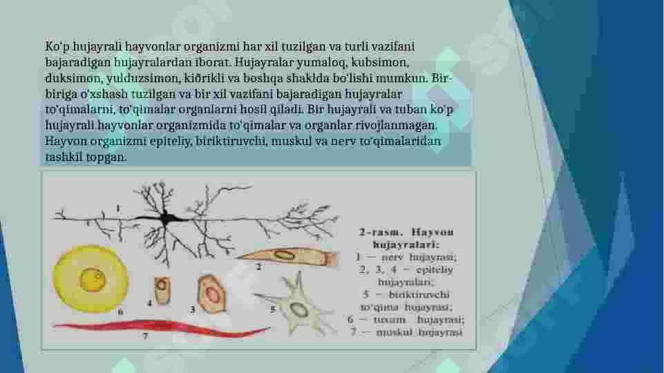 HAYVON ORGANIZMI XUJAYRA VA TO’QIMALARINING TUZILISHI VA RIVOJLANISHI SHARTLARI 4