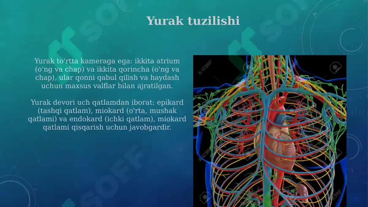Yurak va qon aylanish doiralari 3