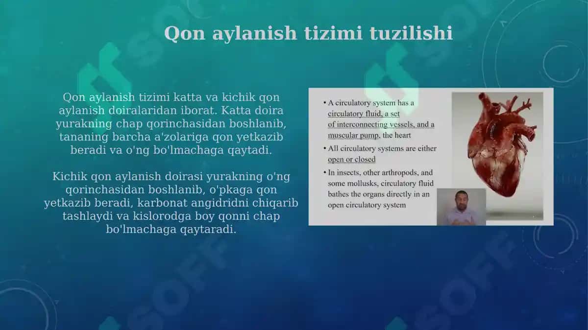 Yurak va qon aylanish doiralari 4