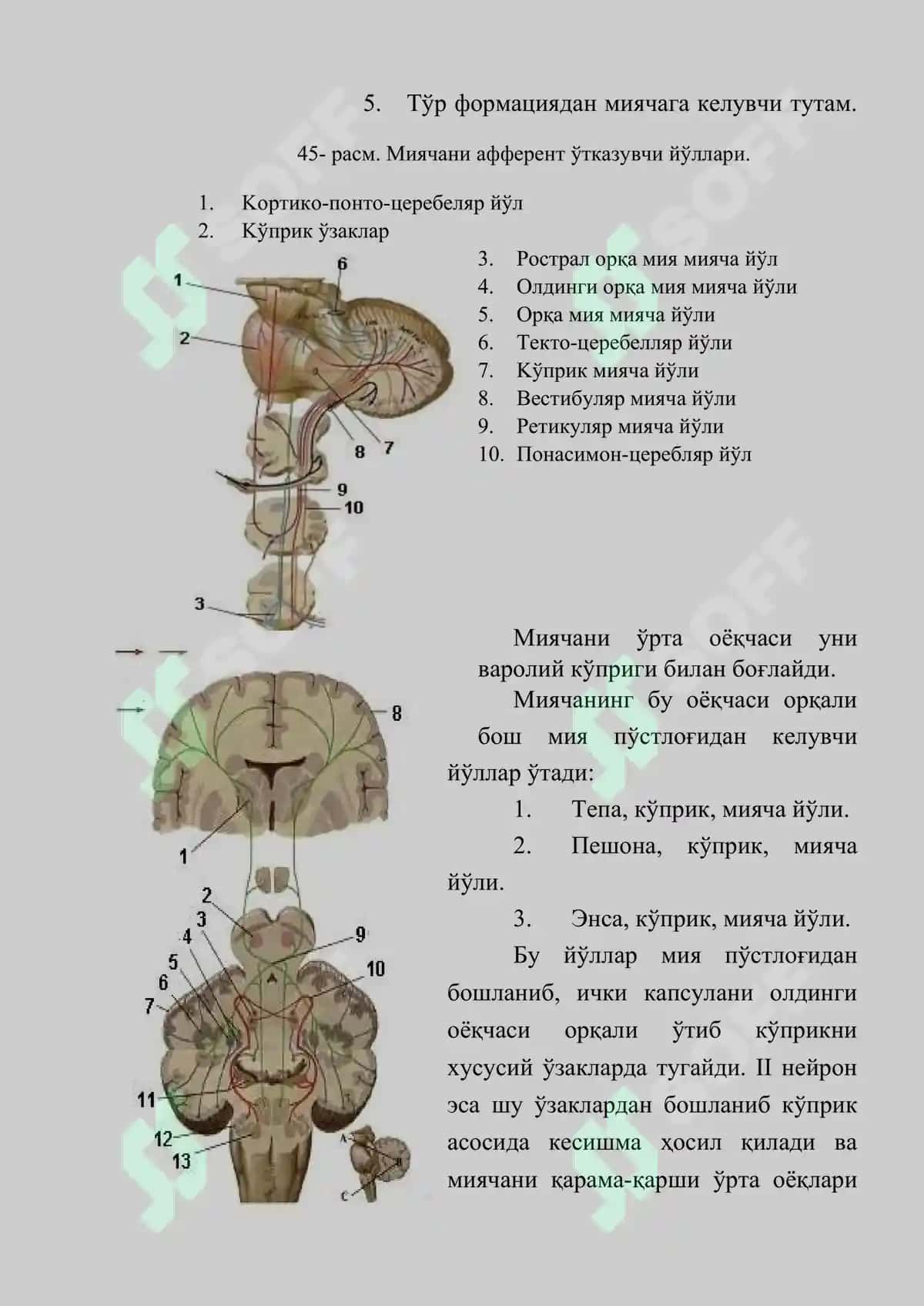 Мияча (Cerebellum): Тузилиши, Вазифаси, Текшириш Усуллари ва Патологияси 8
