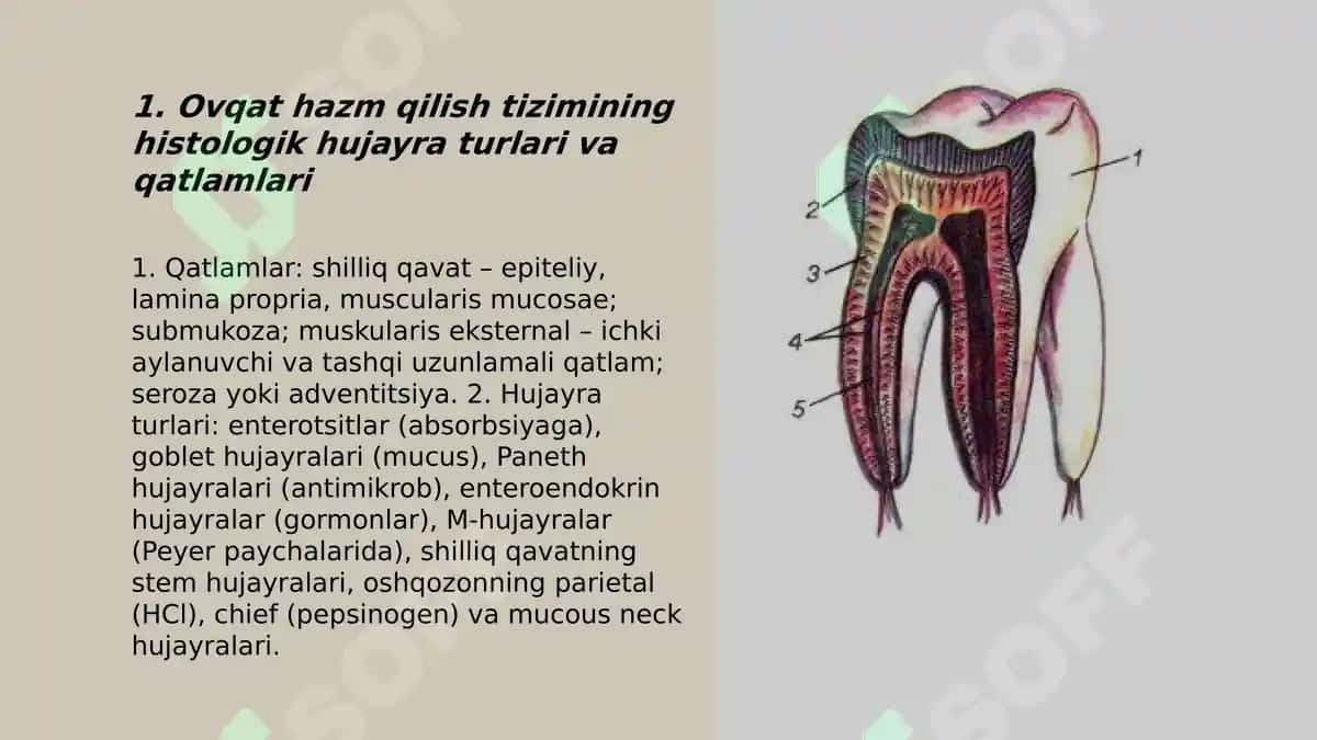 Ovqat hazm qilish gistologiyasi 3