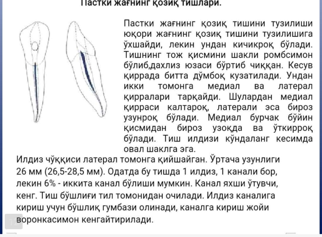 Pasti jag' tishlar topografik anatomiyasi