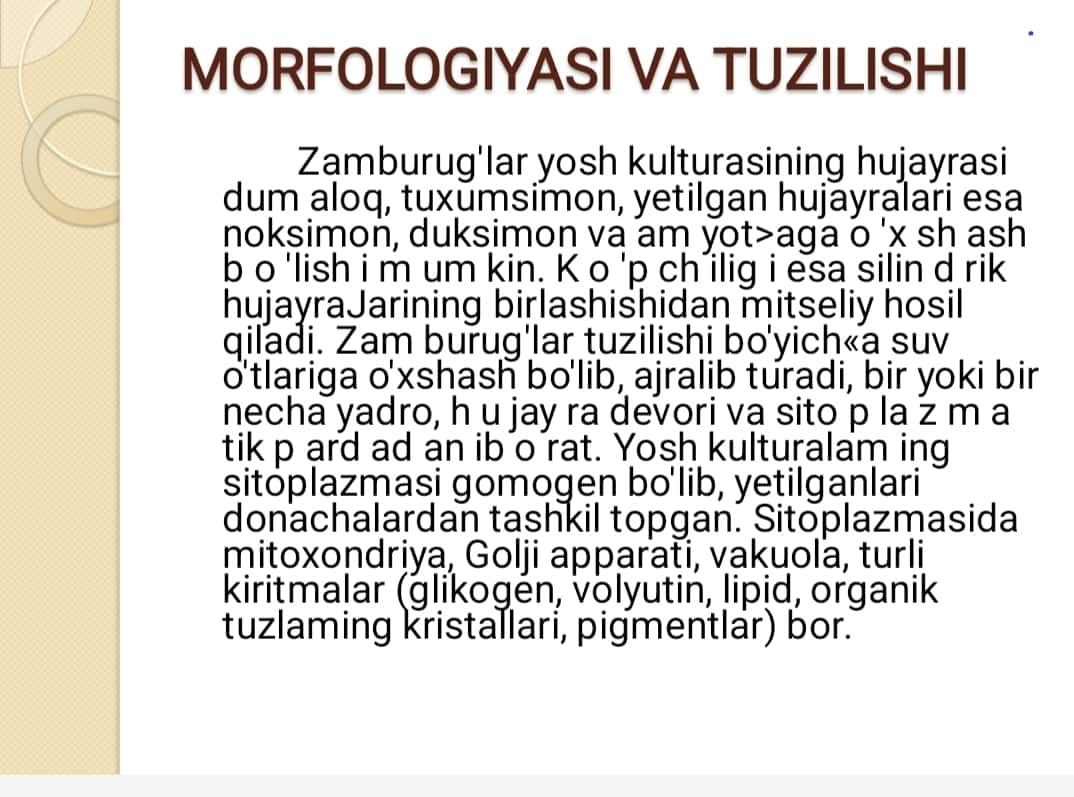 Zamburug’lar sodda jonivorlar ularning morfologiyasi strukturasi va ularni mikroskopik o’rganish usullari