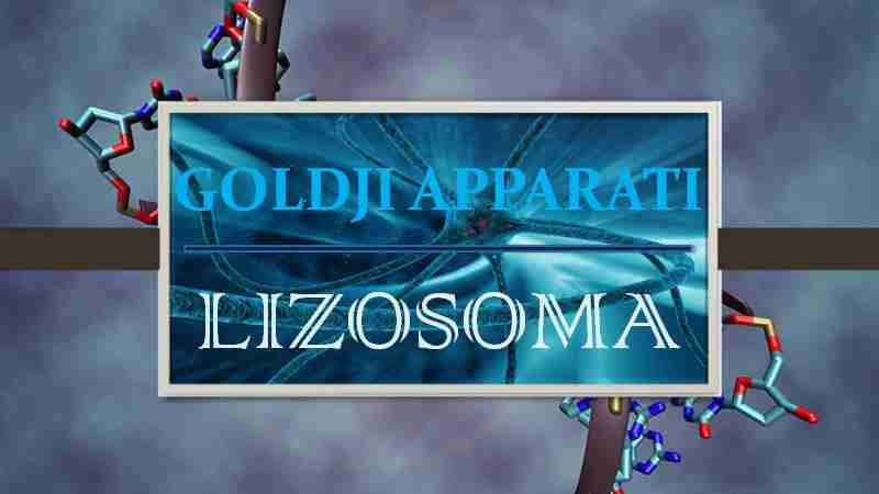 LIZOSOMA. GOLDJI APPARATI
