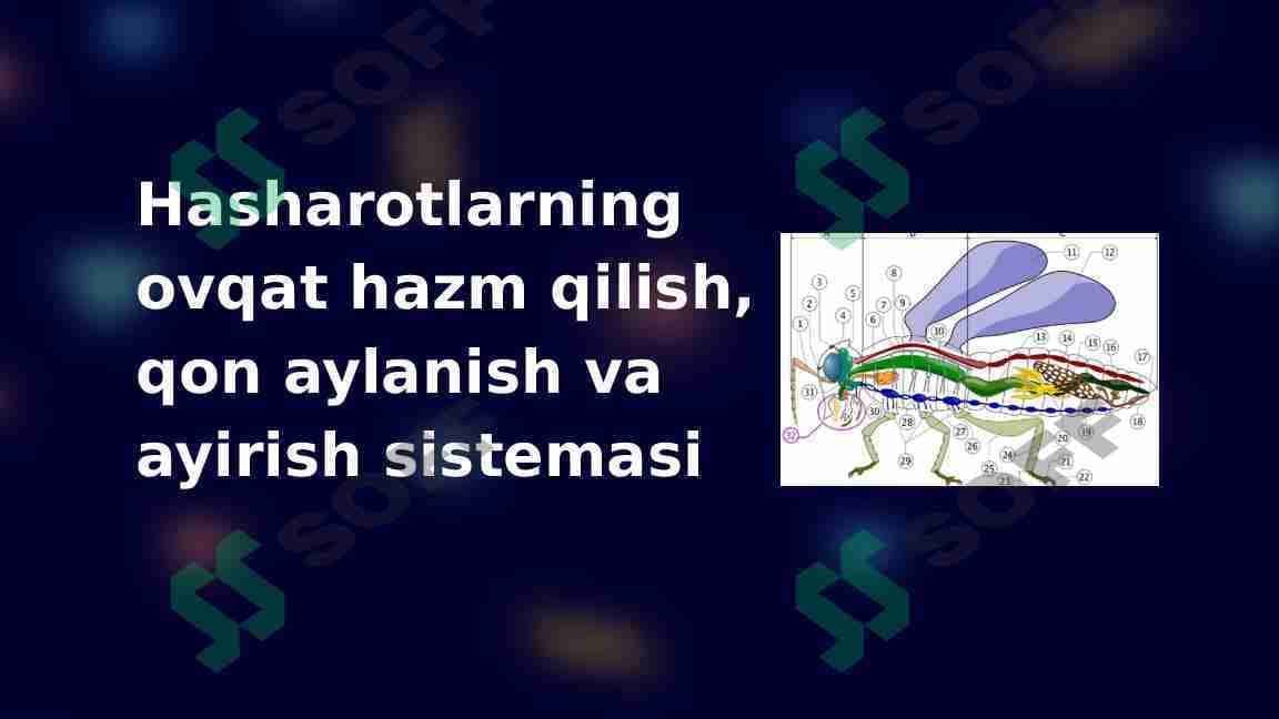 Hasharotlarning ovqat hazm qilish, qon aylanish va ayirish sistemasi
