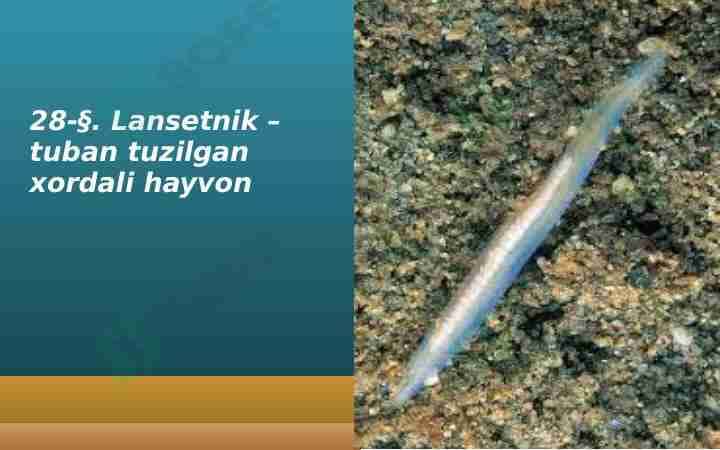 Lansetnik – tuban tuzilgan xordali hayvon