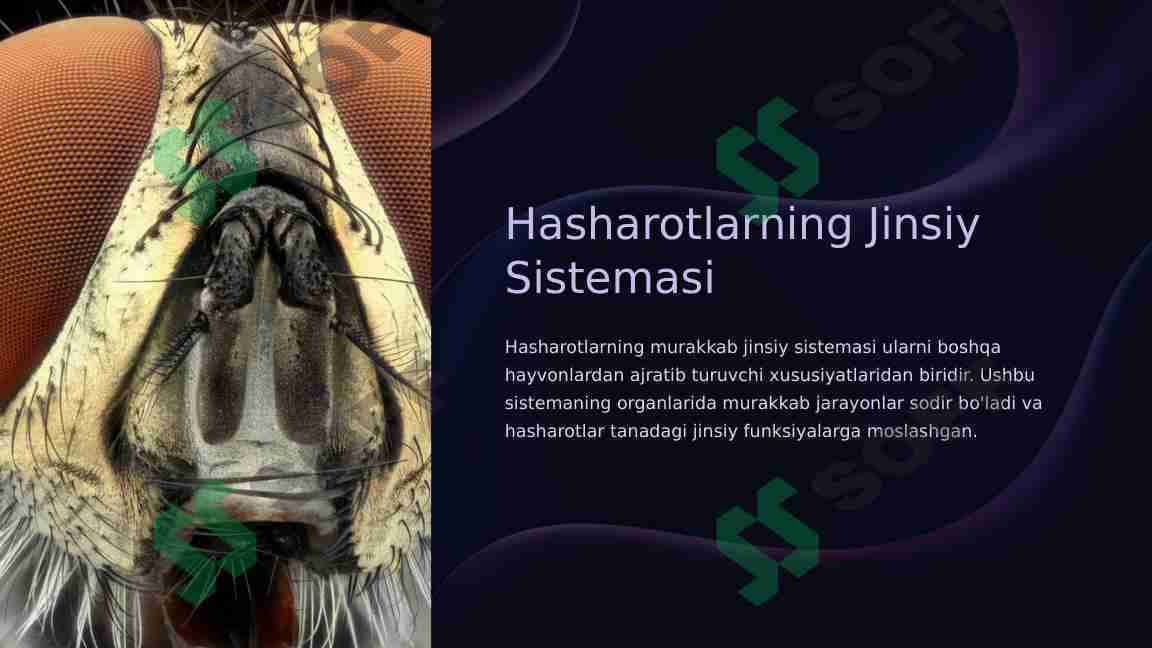 Hasharotlarning Jinsiy Sistemasi